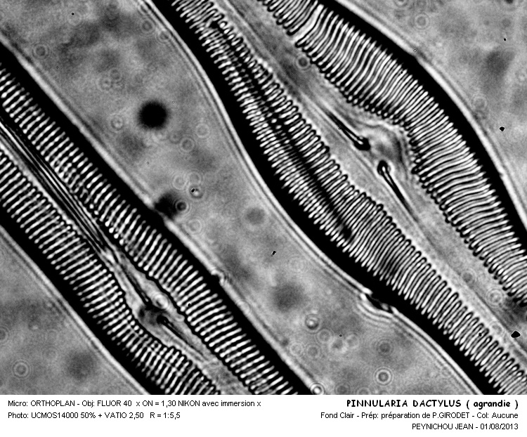 PINNULARIA DACTYLUS forme différente #32990