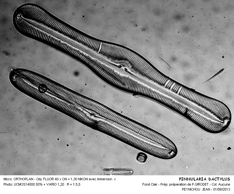 PINNULARIA DACTYLUS forme différente #32989
