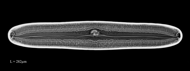Pinnularia dactylus #69818