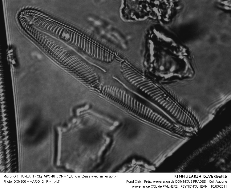 Pinnularia divergens W.Smith #31709