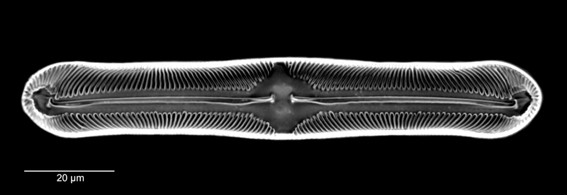 Pinnularia divergens #67718