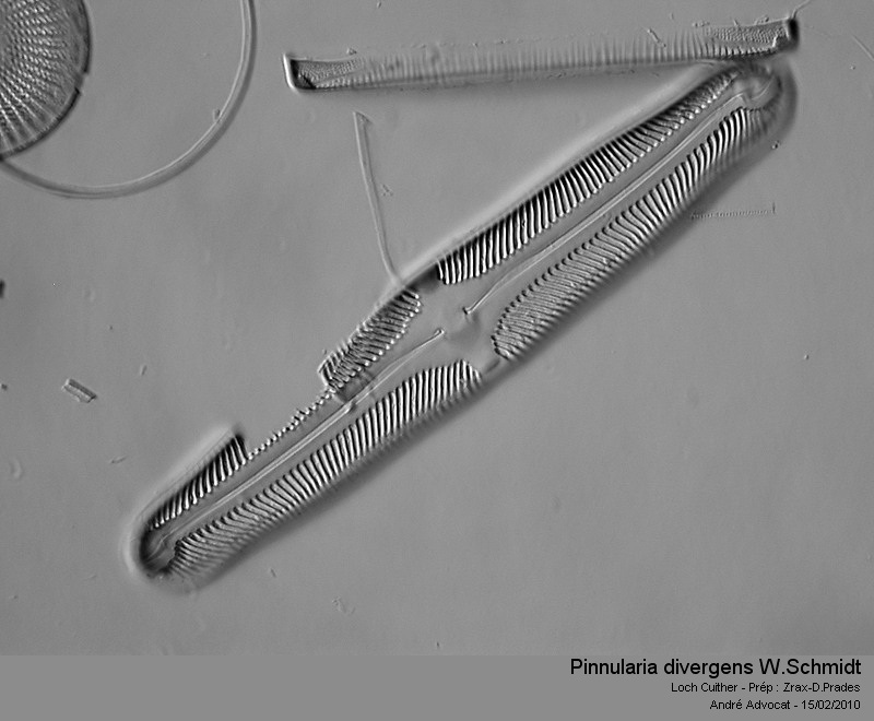Pinnularia divergens W.Smith #41027