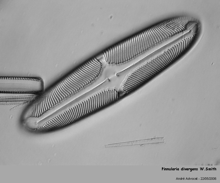 Pinnularia divergens W.Smith #41026