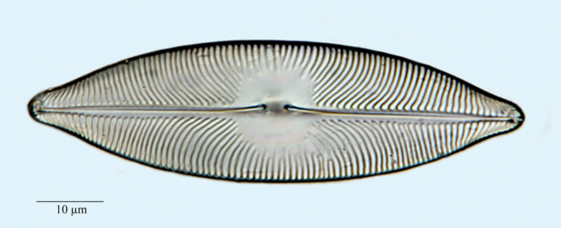 Pinnularia elegans #61564