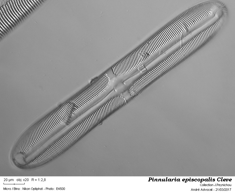 Pinnularia episcopalis Cleve #50312