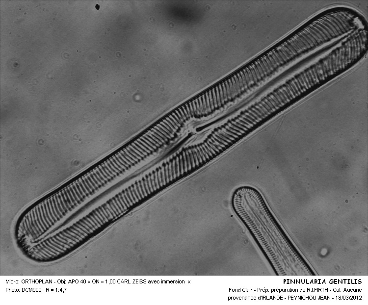 PINNULARIA GENTILIS #31708