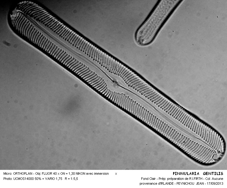 PINNULARIA GENTILIS #33825