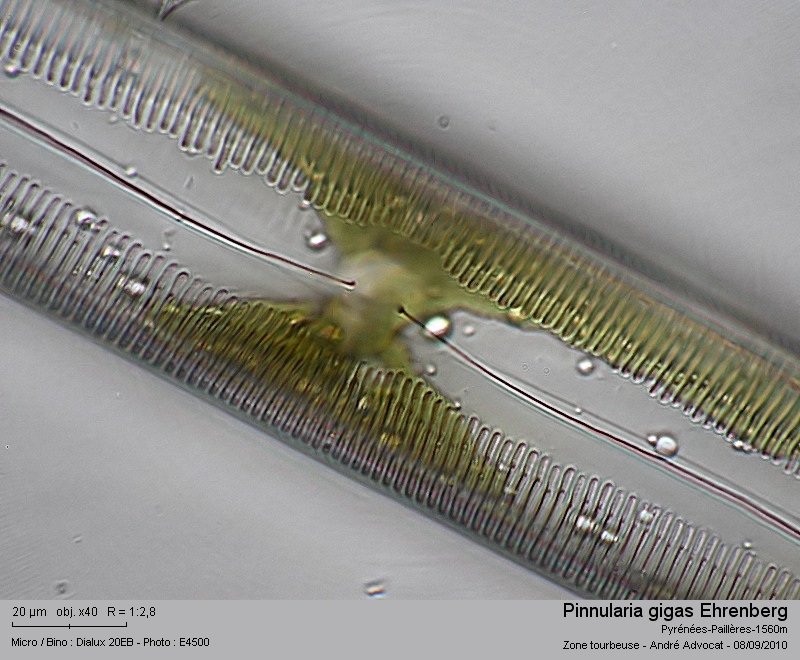 Pinnularia gigas Ehrenberg (=Pinnularia dactylus) #17963