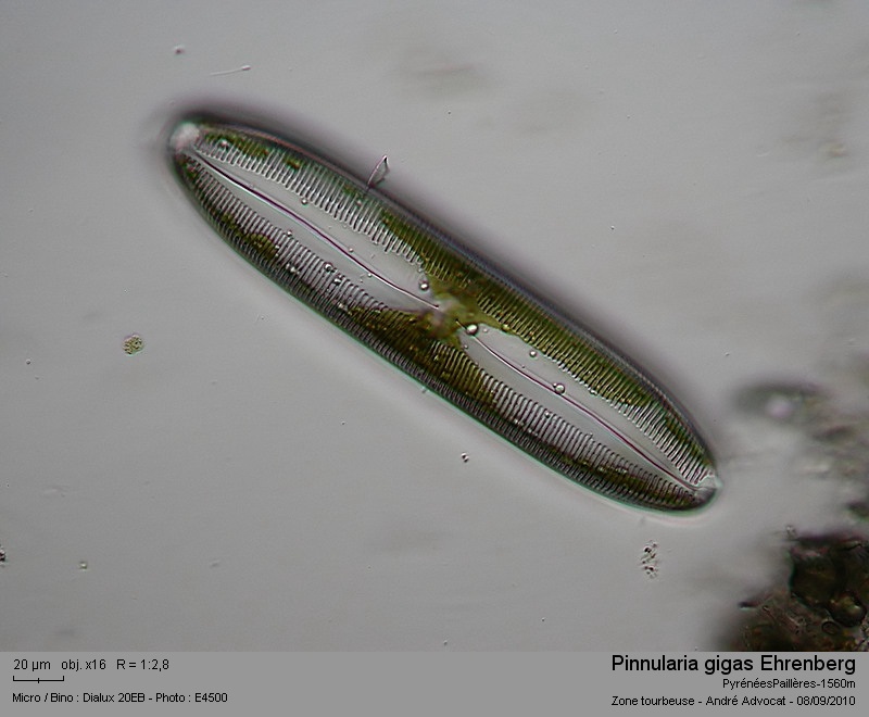 Pinnularia gigas Ehrenberg (=Pinnularia dactylus) #17962