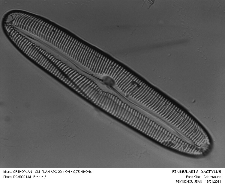 Pinnularia gigas Ehr. (Pinnularia dactylus Ehr. ) #20130