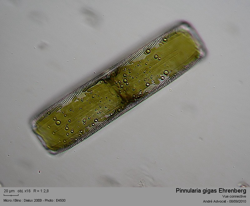 Pinnularia gigas Ehrenberg (=Pinnularia dactylus) #17966