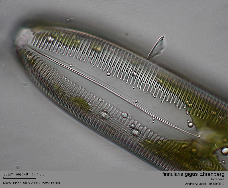 Pinnularia gigas Ehrenberg (=Pinnularia dactylus) #17965