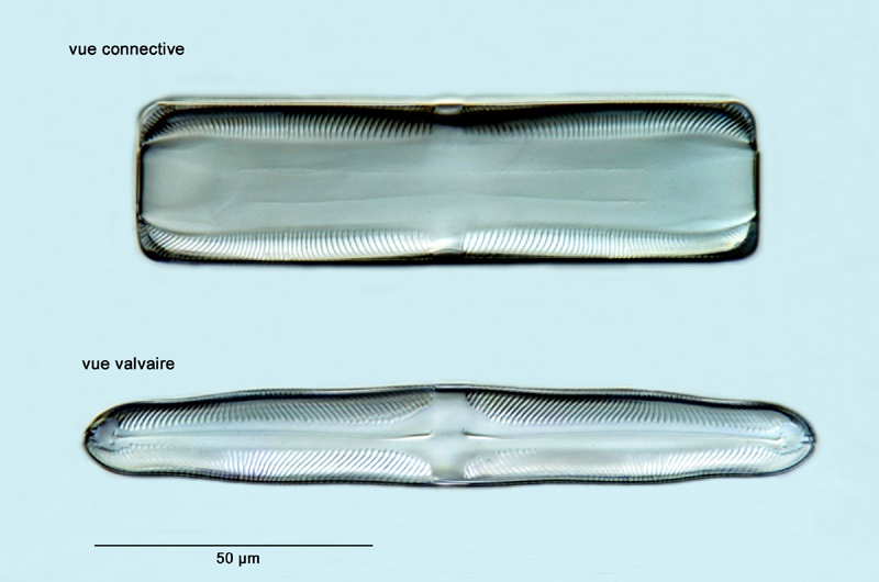 Pinnularia graciloides Hustedt #26428