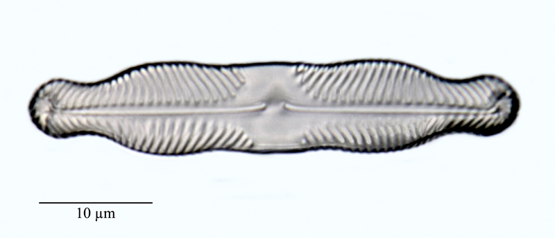 Pinnularia grunowii #47788