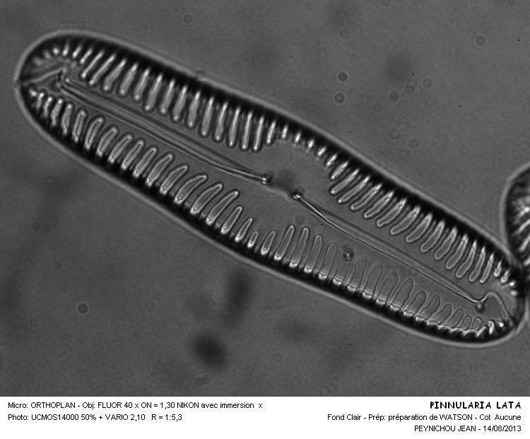 PINNULARIA LATA #33321