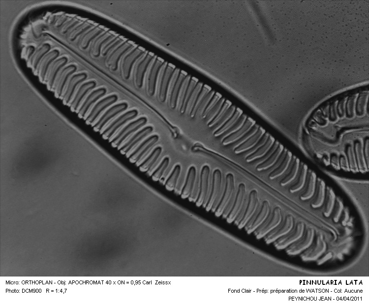 Pinnularia lata (Bréb.) Rabenhorst #21516