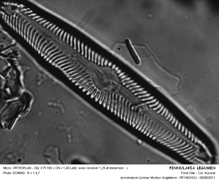 PINNULARIA LEGUMEN #31706