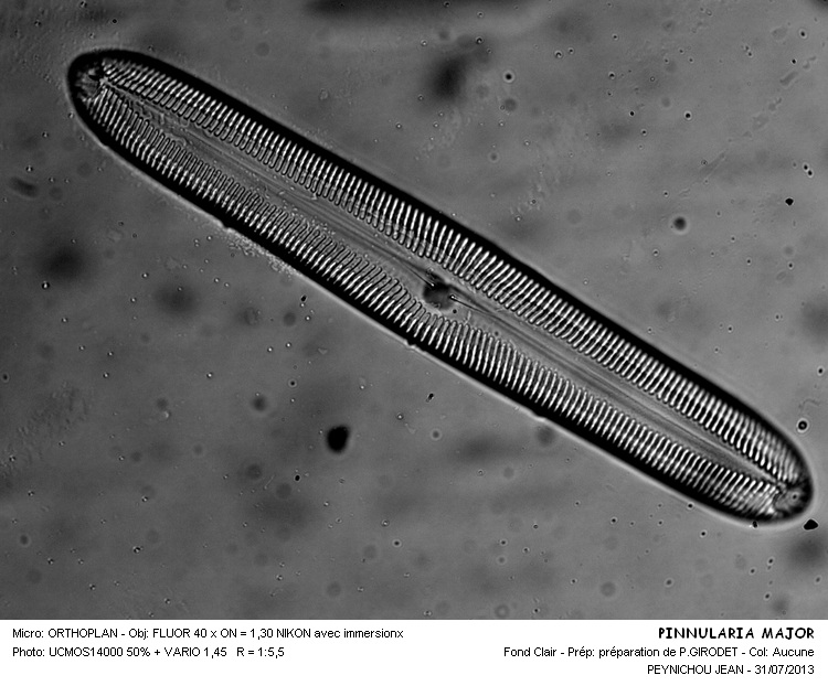 PINNULARIA MAJOR #32982
