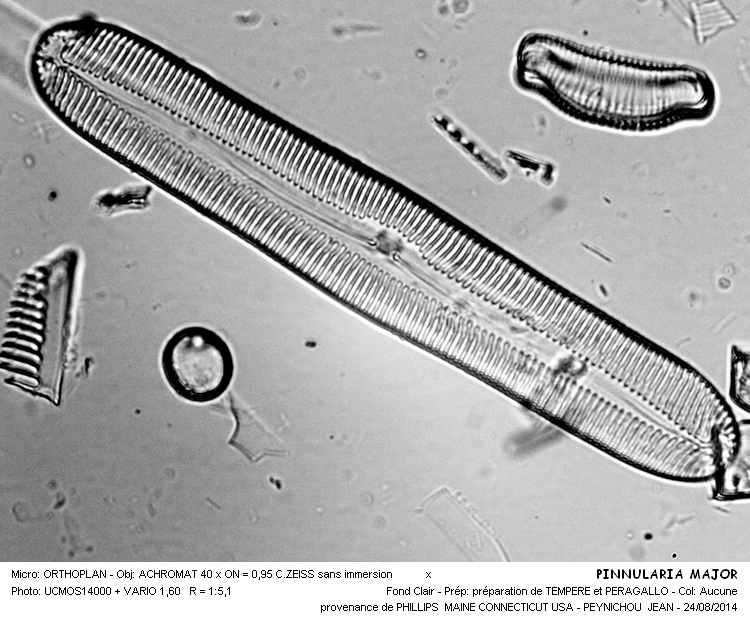 PINNULARIA MAJOR #38601