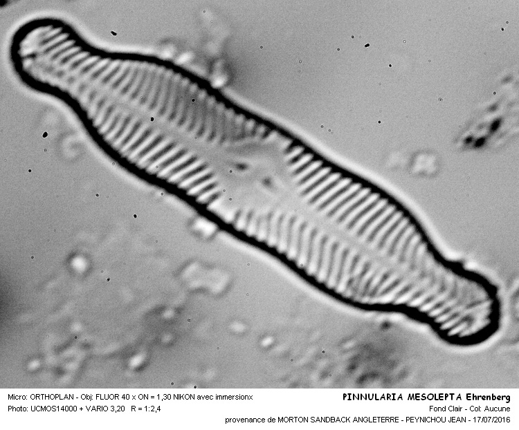 PINNULARIA MESOLEPTA Ehrenberg #46140