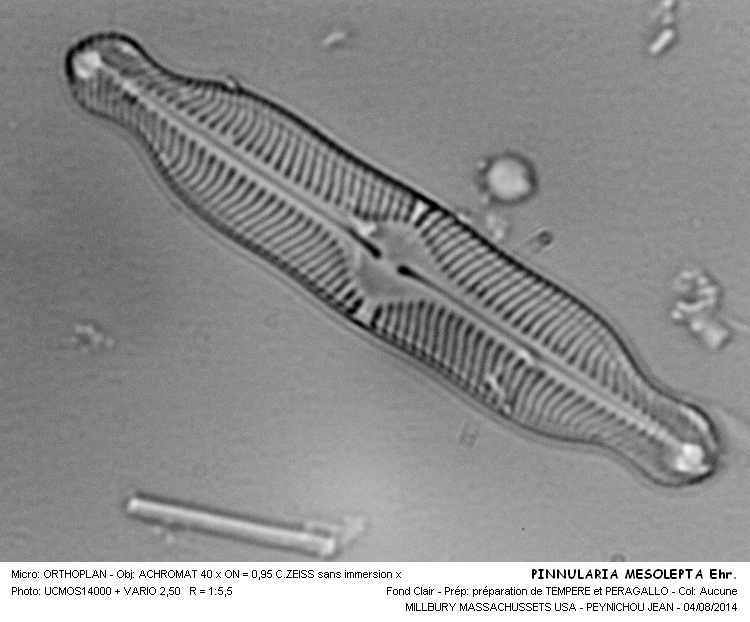 PINNULARIA MESOLEPTA Ehr. #38433