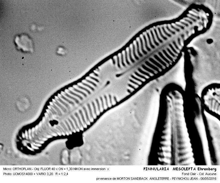 PINNULARIA MESOLEPTA Ehrenberg #45042
