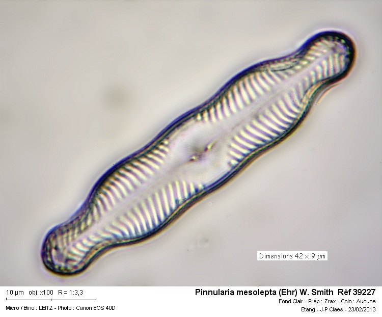 Pinnularia mesolepta #29950