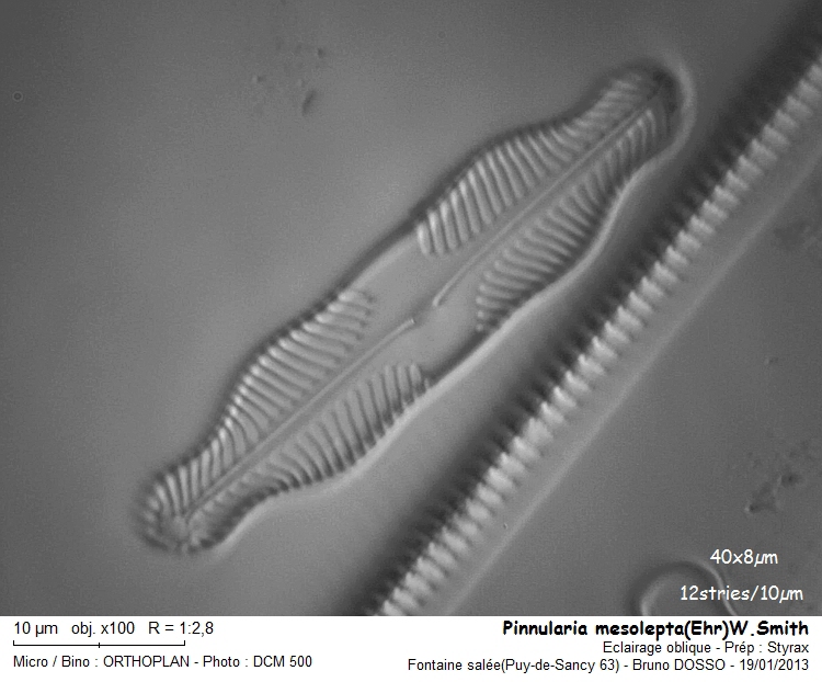 Pinnularia mesolepta(Ehr)w.Smith #29577