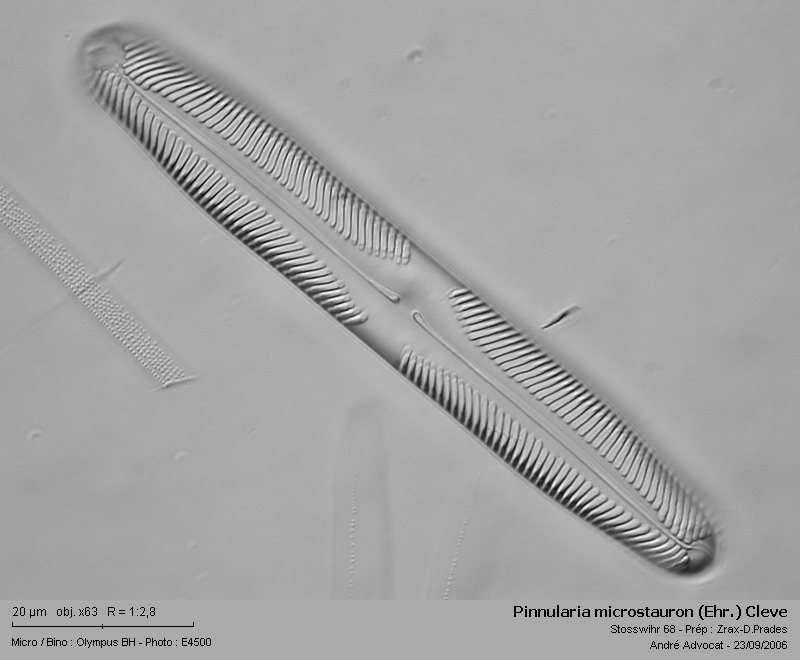 Pinnularia microstauron (Ehr.) Cleve 1891 #6326