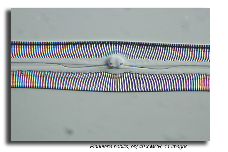 Pinnularia nobilis Kg #20228