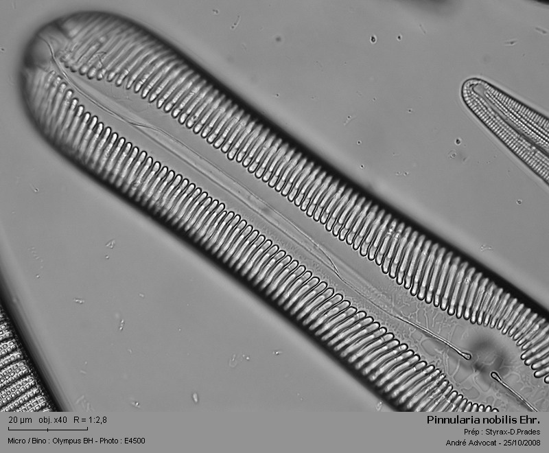 Pinnularia nobilis (Ehrenberg) Ehrenberg #6356