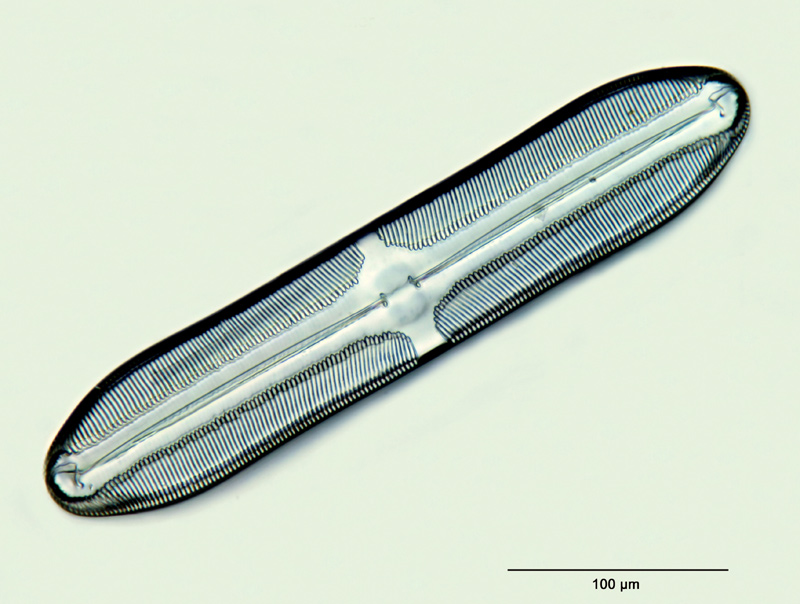 Pinnularia novaezealandica K. Krammer #28476