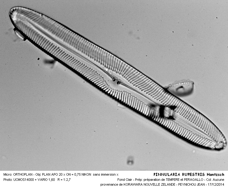 PINNULARIA RUPESTRIS Hantzsch #40100