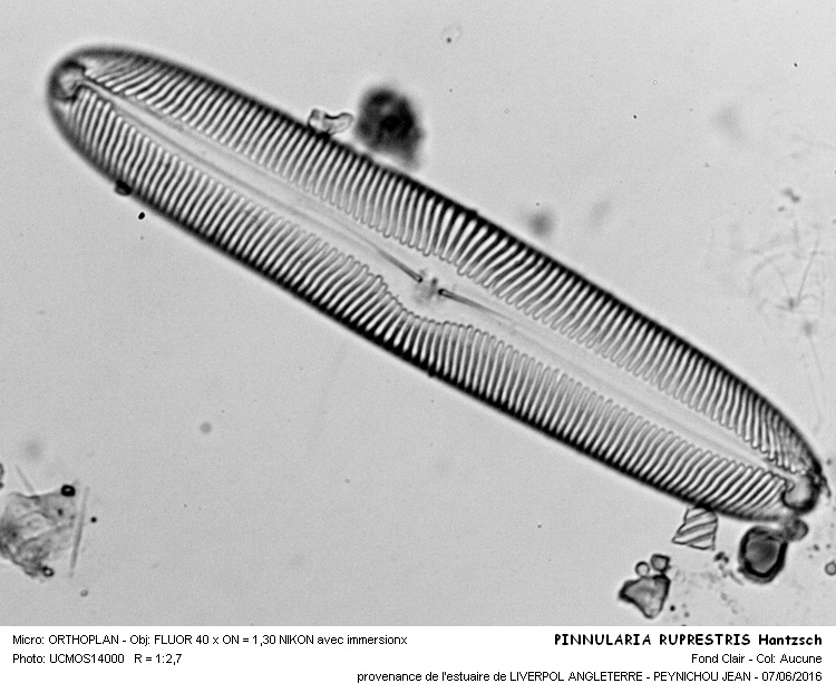 PINNULARIA RUPESTRIS Hantzach #45590