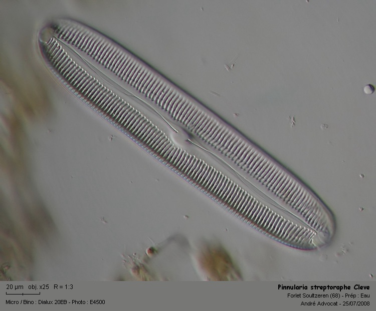 Pinnularia streptoraphe Cleve #4889