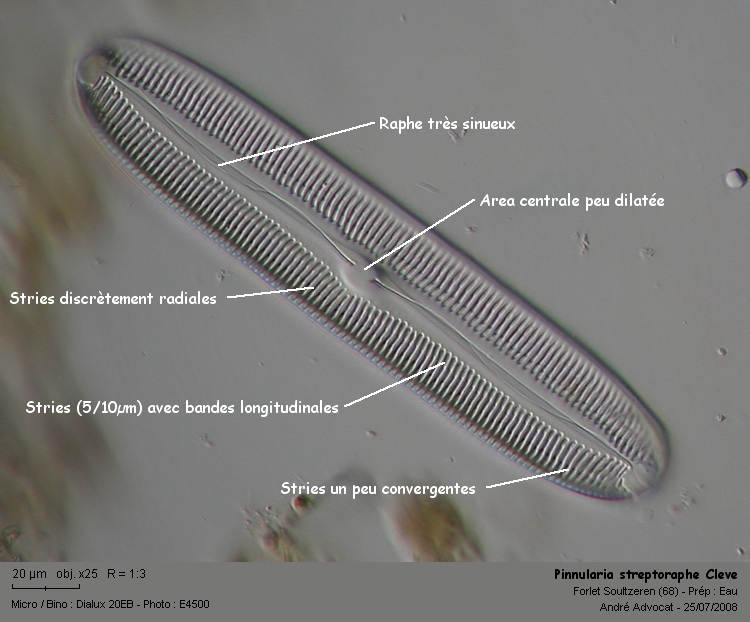Pinnularia streptoraphe Cleve #4890
