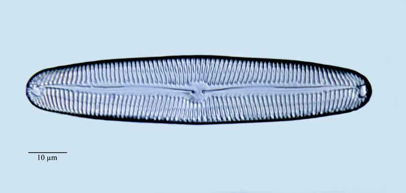 Pinnularia viridiformis #47795