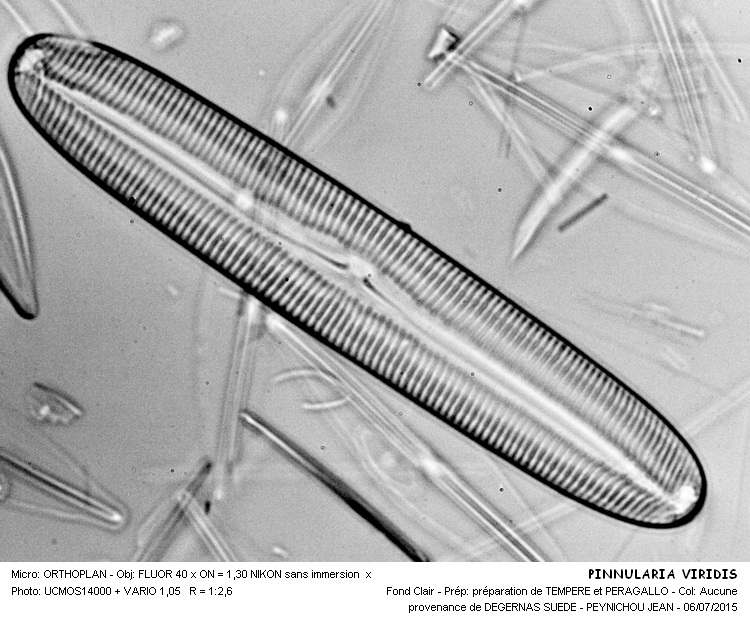 PINNULARIA VIRIDIS #41675