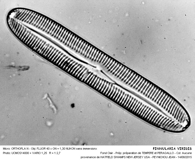 PINNULARIA VIRIDIS #41932
