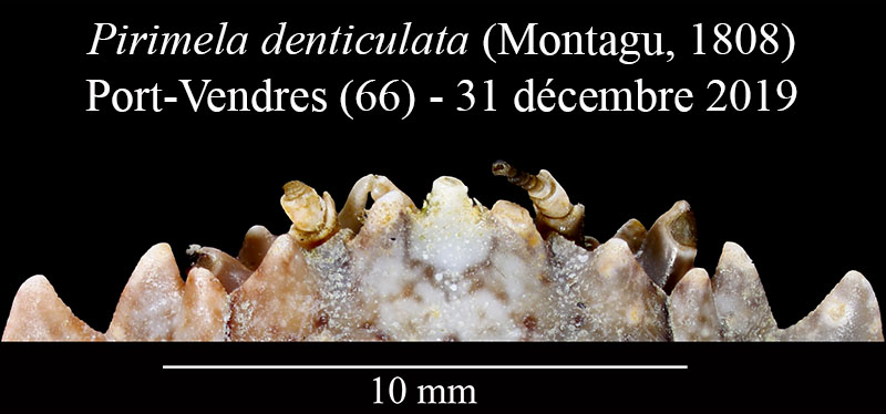 Pirimela denticulata #61497
