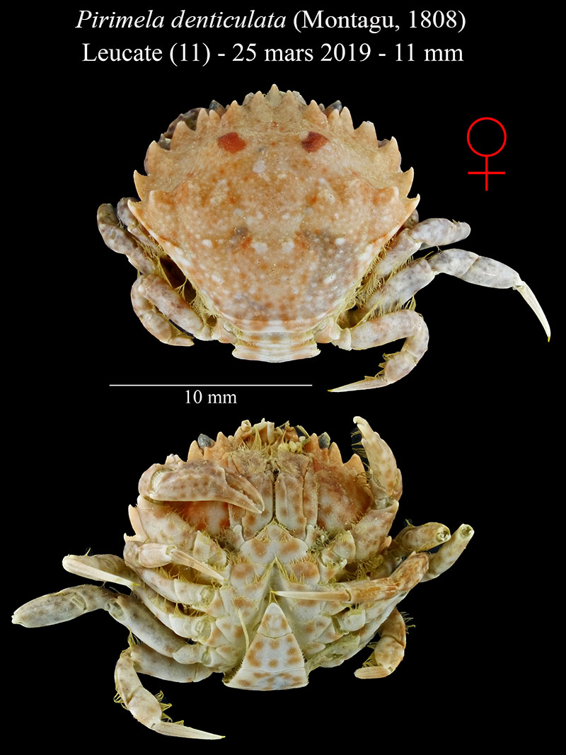 Pirimela denticulata #58481