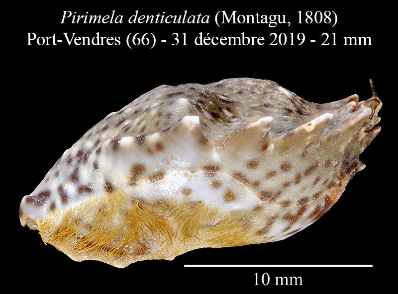 Pirimela denticulata #61498