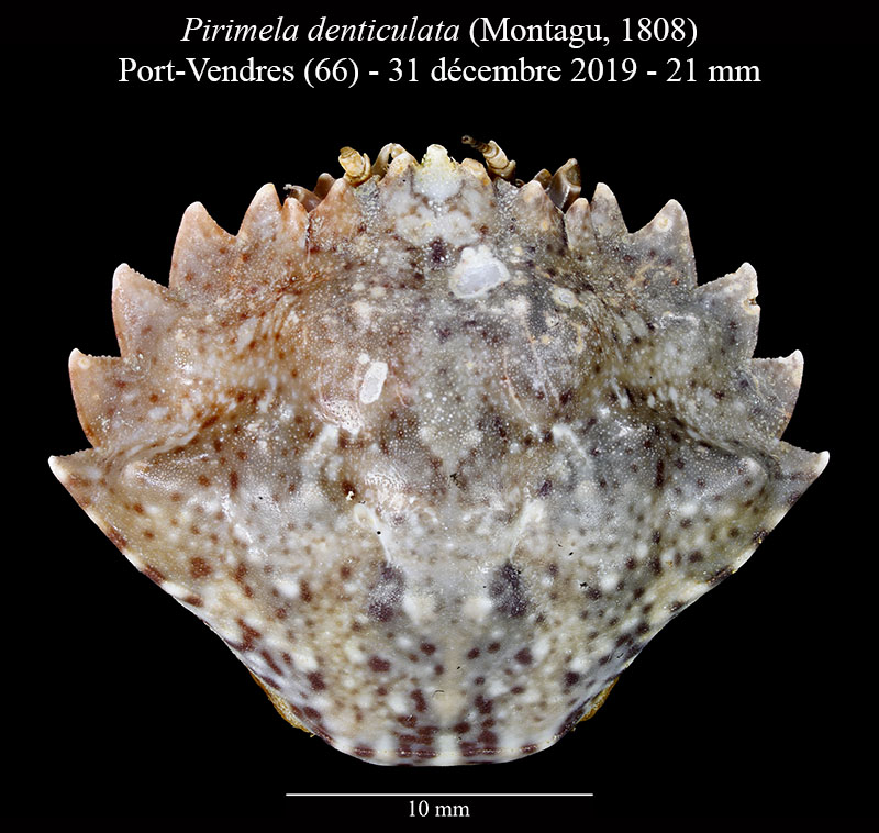 Pirimela denticulata #61496