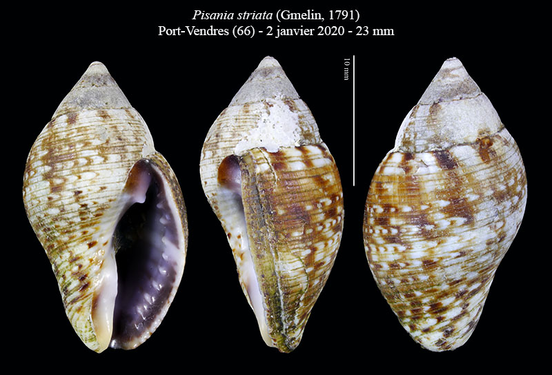 Pisania striata #64237