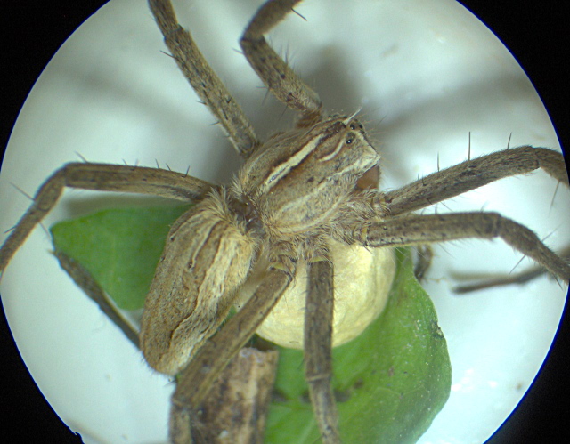 Pisaura mirabilis - Pisauridae - Pisaure #4716