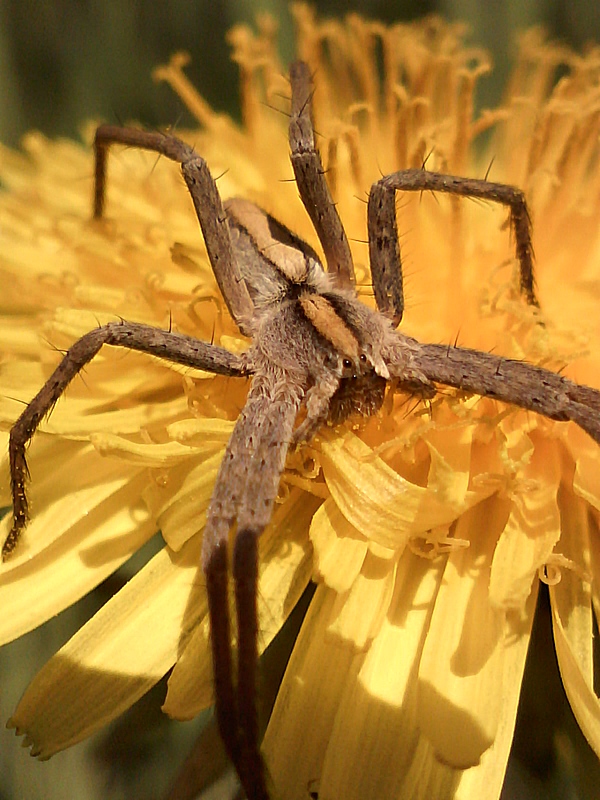 Pisaura sp #30644