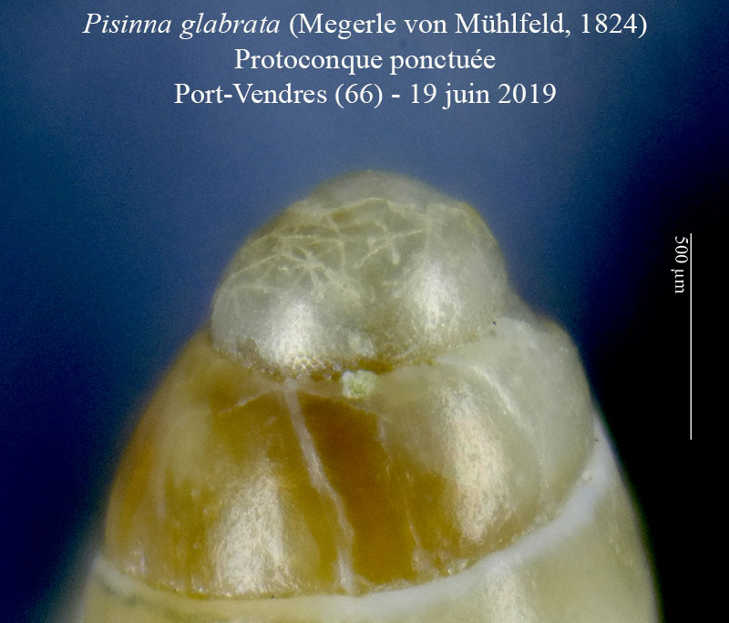 Pisinna glabrata #59917