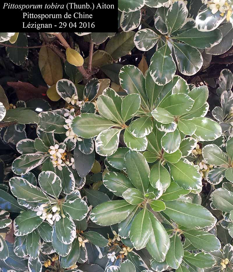 Pittosporum tobira (Thunb.) Aiton, 1811 #45046