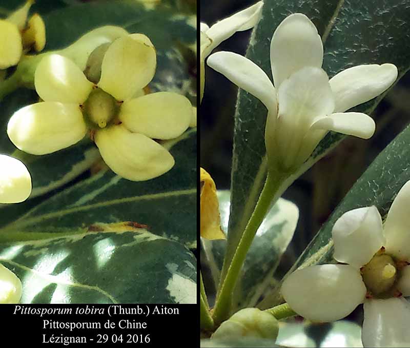 Pittosporum tobira (Thunb.) #45048