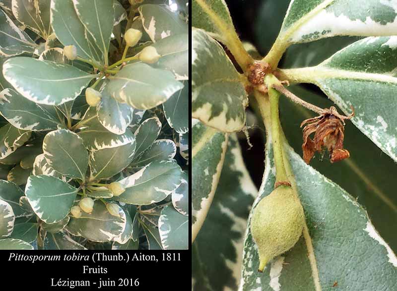 Pittosporum tobira (Thunb.) Aiton, 1811 #45655